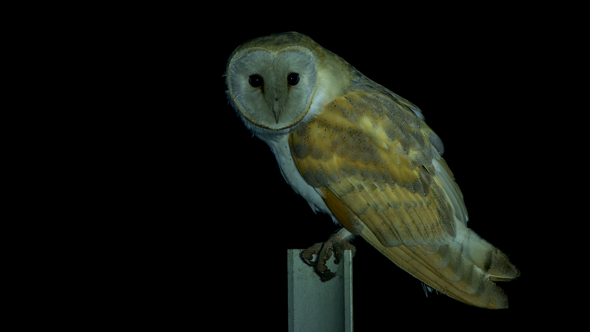 Barn Owl
